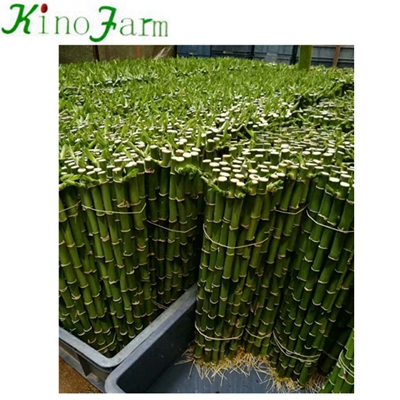 Mini Indoor Bamboo Plant 