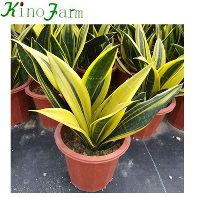 All Types Of Sansevieria Plants