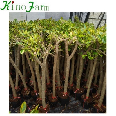 天然植物Ficus Benghalensis Ficus Microcarpa Bonsai Kinofarm