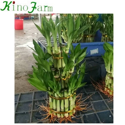 中国の竹の植物
