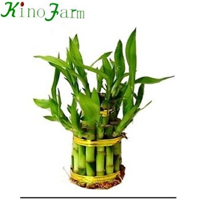 生きている水の竹の植物
