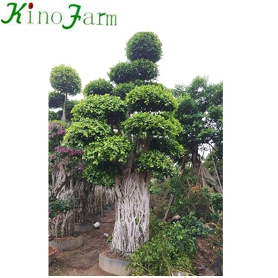 中国の盆栽の木