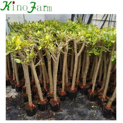 インドアナチュラル植物Ficus Benghalensis Kinofarm
