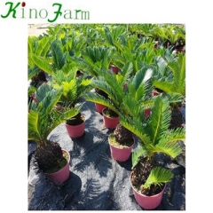 Sago Palm Cycad Tree Kinofarm