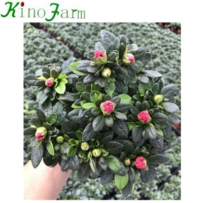 天然インドア植物Rhododendron simsii