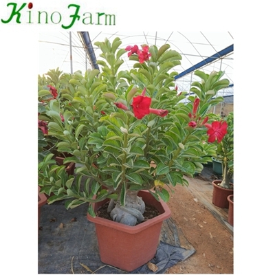 Adenium Desert Rose中国