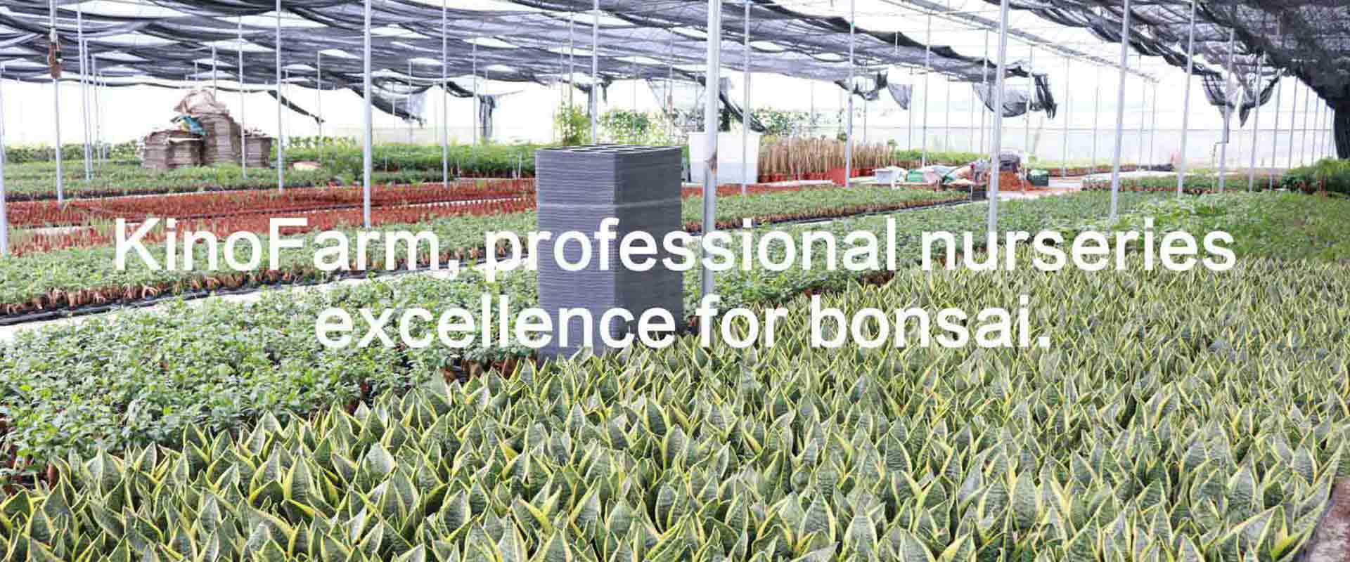 Bonsai and Indoor Plants Suppliers