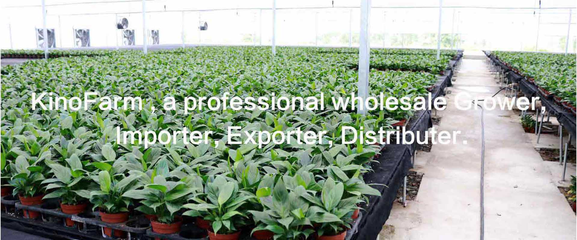 Bonsai Plants Wholesale Grower